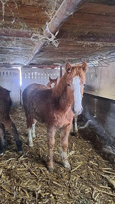 эркек ит тайган: Сатам | Байтал, Тай — 9