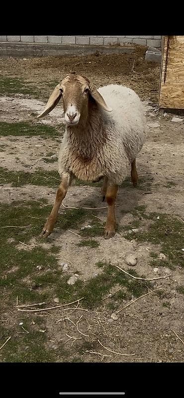 Продаю | Овца (самка) | Для разведения | Матка