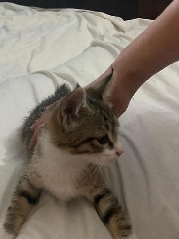сибрайт карлик: Котёнок, короткошёрстный, тигровый табби. - Окрас: серо-коричневый — 4