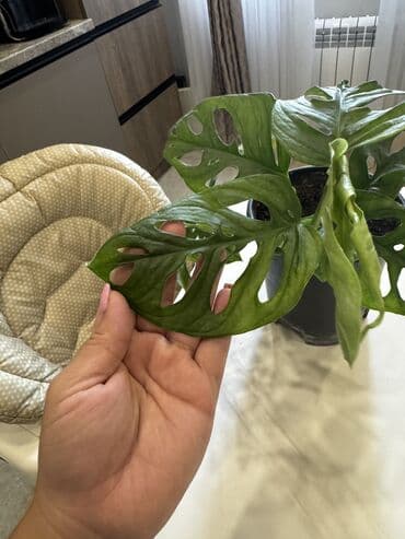 садовые светы: Монстера Маска обезьяны Домашнее взрослое растение требует пересадки — 3
