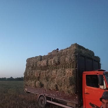 кой сатып алам бишкек: Продажа Мерседес Варё 815. с объёмом двигателя 4.3 — 2