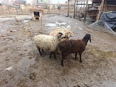 Баран, овца: Продаю | Овца (самка) | Для разведения | Ярка — 1