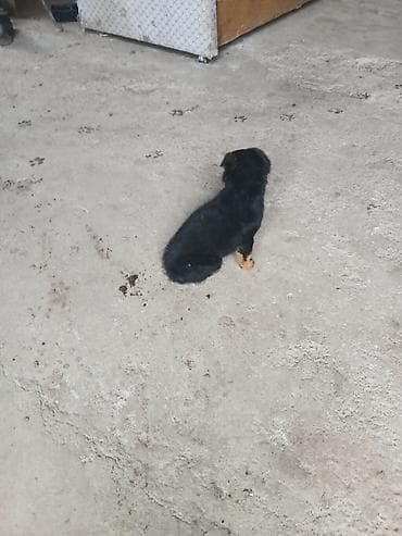 Аквариумы: Щенок декоративной породы/смеси небольшого размера. - Окрас: черный с — 2