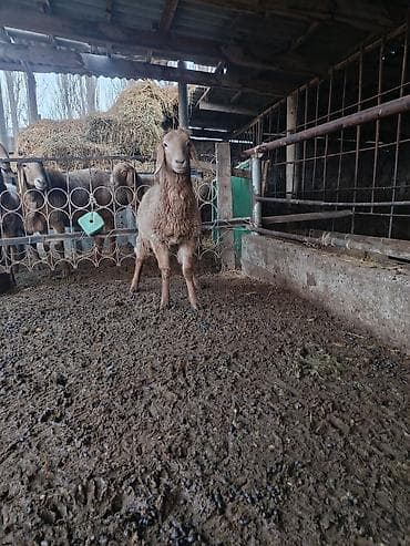пластик ящики: Продаю | Овца (самка) | Для разведения — 1