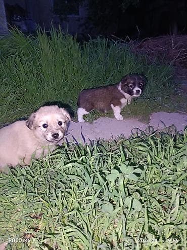 щенята даром: Щенки -дворняжкиДевочки все 5-недель,звотночки- будут среднего — 9