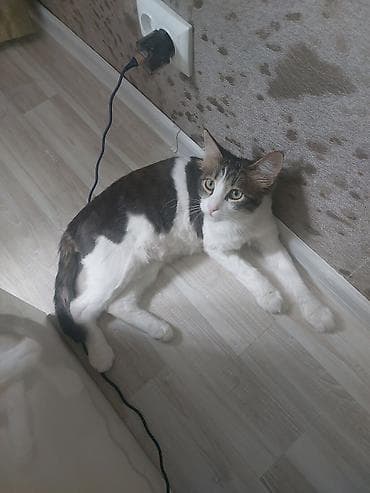 scottish fold: Кошка даром: Беспородная, 1 год, Мальчик, С документами, С прививками, Кастрирована — 1