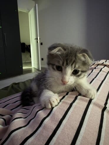 сколько стоит шотландская вислоухая кошка: Скотиш Фолд (Шотландская вислоухая), 3 месяца, Девочка — 1