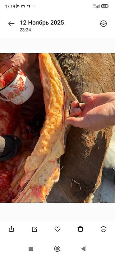 голуби птицы: Продаю | Кобыла (самка) | Для разведения — 6