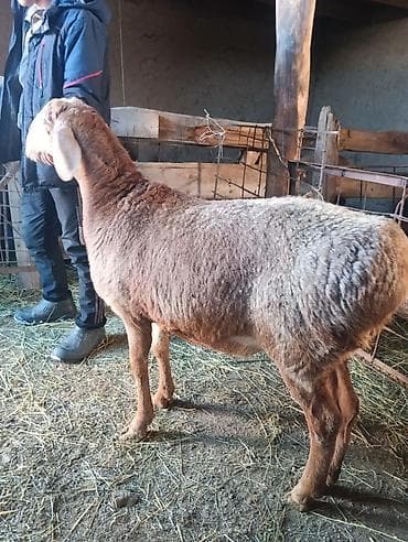 Продаю | Баран (самец) | Арашан | Для разведения
