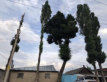 тополь: Дрова Тополь — 1