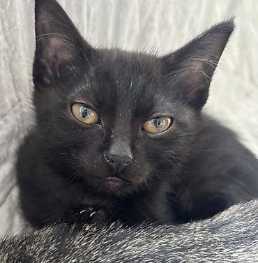 стерилизовать кошку: Отдам котят и кота в хорошие руки!!!!! 

Звонить и писать по номеру — 5