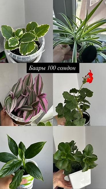 Комнатные растения и укоренённые отростки. Ассортимент: - Хлорофитум