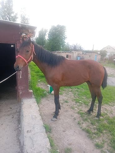 сидло для лошади: Продаю | Конь (самец) — 3