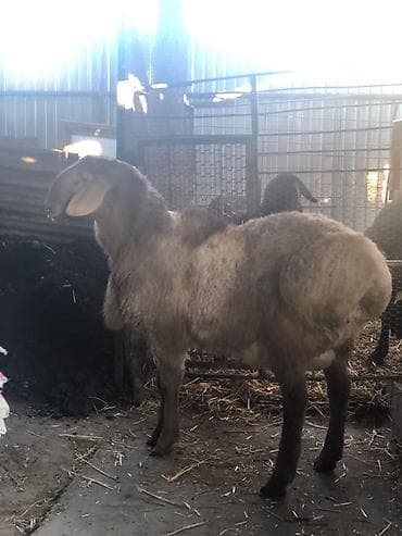породистые: Продаю | Овца (самка) | Для разведения — 2