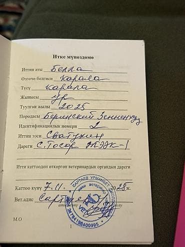 Ит кууту: Берн зенненхунд, 6 айлык, Эркек, Эмделген — 9