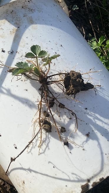 где можно купить клубнику: Рассада (клубники) сорт черный принц с открытой корневой системой. - — 2