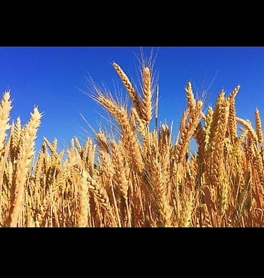Продам🌾ячмень в любых количествах!