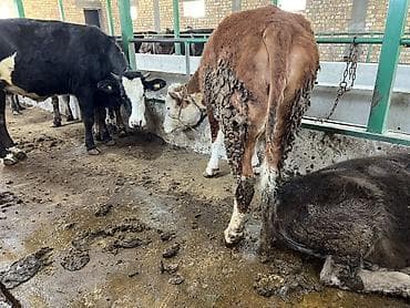 немецкий овчарка ош: Продаю | Тёлка | Симментальская | Для разведения | Племенные — 7