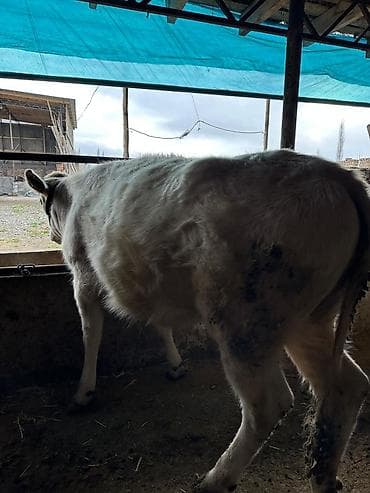 Собаки: Продаю | Тёлка | Алатауская | На забой | Не стельные — 10