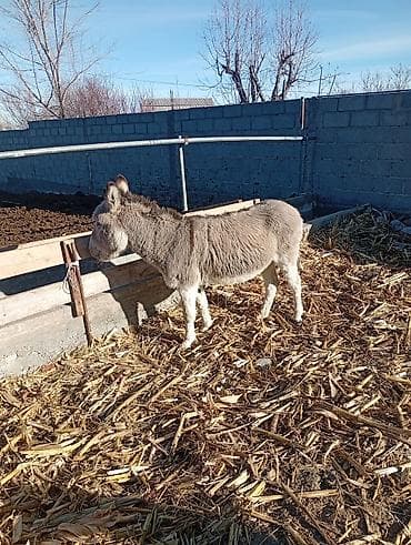 Осёл (серый, короткошёрстный) - Порода/тип: домашний осёл