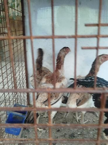 кажи сай: Продаю | Куры — 7