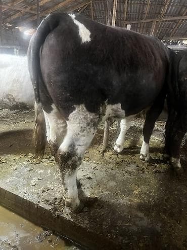 бычки купить оптом: Продаю | Корова (самка) | Полукровка | На откорм | Привязанные — 3