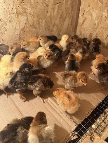 Айыл-чарба жаныбарлары: Сатам | Балапандар | Көбөйтүү үчүн — 5