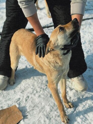 приют чихуахуа спб: Собака даром: Дворняжка, 1 год, Самец, С прививкой — 27
