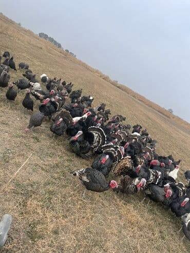 куры доминанты: Продаю | Индюк (самец) | Полукровка | Для разведения | Племенные — 1