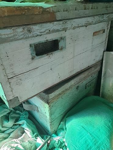 Ветеринар кызматы: Продаю улья б/у лежаки цена 1000 сом за 1 шт. в наличии 9 штук — 4