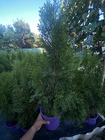 бизнем: 🌲 Туи в наличии! 🌲 Ищете красивые вечнозеленые деревья для дома, дачи — 2