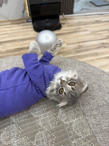 отдам даром шотландского вислоухого котенка: Скотиш Фолд (Шотландская вислоухая), 3 месяца, Девочка, Серый, С документами, С прививками, Приучена к лотку — 37