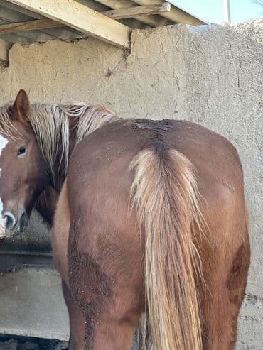 продажа домашних животных: Продаю | Конь (самец), Жеребенок, Жеребец | Дончак | Для молока, Для разведения, Конный спорт | Племенные — 6