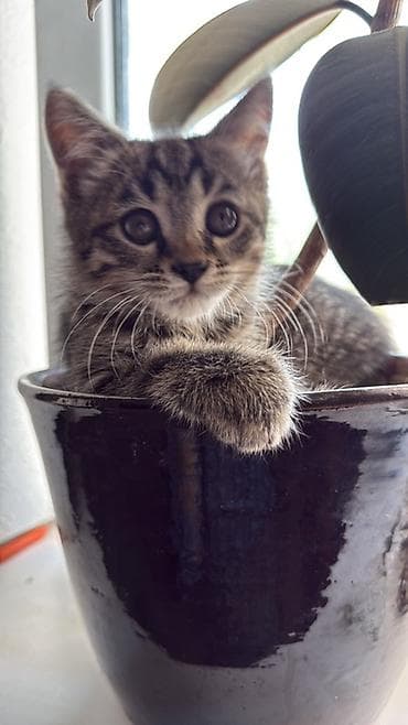Скотиш Фолд (Шотландская вислоухая), 3 месяца, Девочка, Черный, Метис