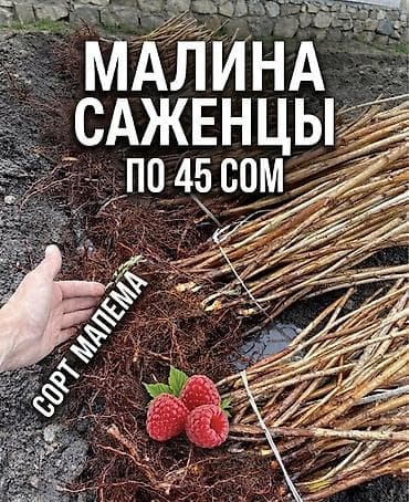 продам тыкву: Сорт мапема малина ремонтантный сорт высоко урожайный гарантия 100% — 1