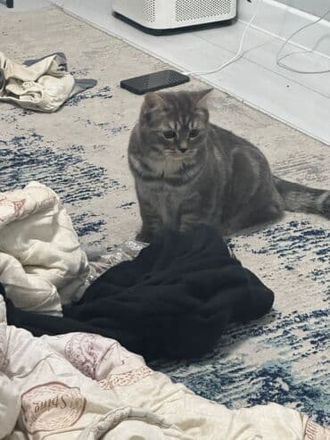 Продажа кошек: Шатланская прямоухая! Мальчик, 7-8 месяцев В подарок, Домик, Кормушка — 3