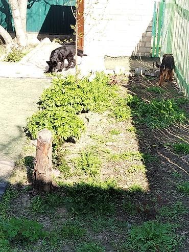 отдам даром попугая жако: Немецкая овчарка, 4 месяца, Самка, С прививкой — 6