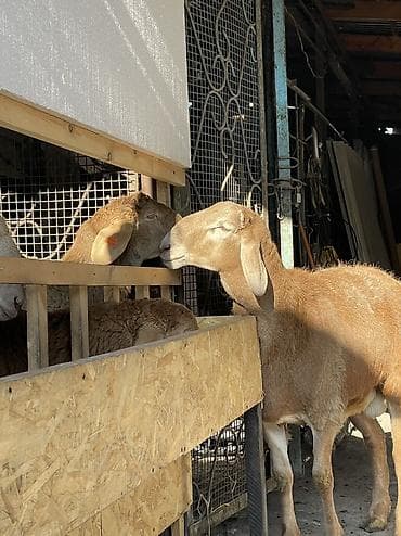 уй сатып алам бишкек: Сатам | Козу, Кочкор (эркек) | Арашан | Көбөйтүү үчүн | Жасалма жол менен боозутуу — 3