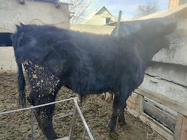 чк тай: Продаю | Бык (самец) | На откорм — 1
