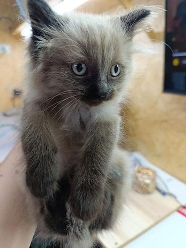 Сиамская, 2 месяца, Мальчик at lalafo.kg Сиамская, 2 месяца, Мальчик