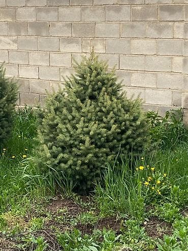 лимонное дерево купить: Ель колючая (Picea pungens) для озеленения участка - Породистые — 7