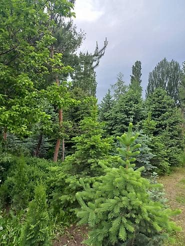 ишу работу охраника: Саженцы деревьев: Ели — 4