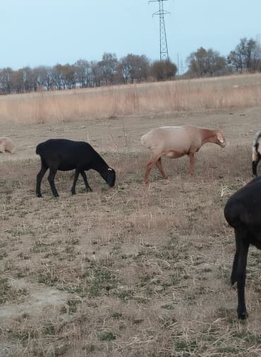 животные в добрые руки: Продаю | Овца (самка) | Арашан | Для разведения | Матка — 1