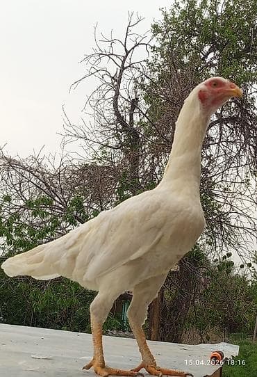 сколько стоит британские кошки: Продаю | Петух | Бойцовая | Для разведения — 6