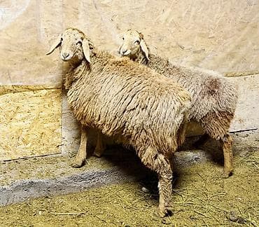 продаю барана: Продаю | Овца (самка), Ягненок | Гиссарская, Арашан | Для разведения | Ярка — 2