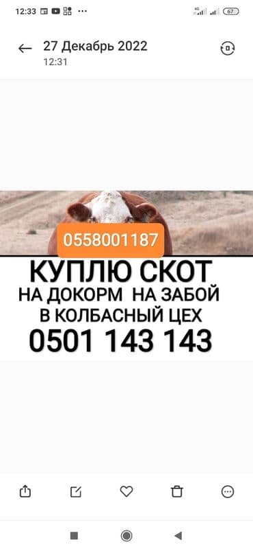 животные ош: Куплю | Коровы, быки, Лошади, кони, Другие с/х животные | Забитый, На забой, на мясо, Круглосуточно — 1