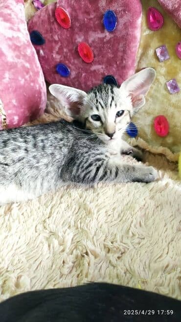 новорожденные котята: Ориентальная, 2 месяца, Мальчик, Рыжий, Приучена к лотку, Проглистована, С документами — 7