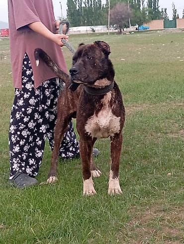 собаки бишкек: Питбуль, 1 год, Самец, С прививкой — 2