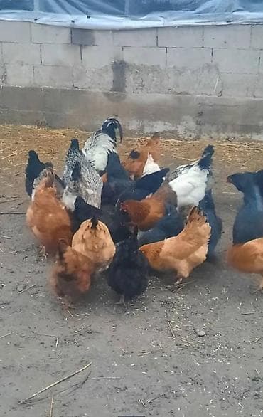 Аквариумдар: Сатам | Тооктор | Үй | Көбөйтүү үчүн — 1