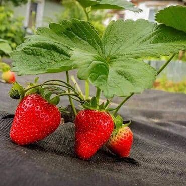 затеняюшая сетка: Другая сетка — 3